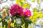 Rhododendron large-flowered, pink