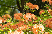 Rhododendron rustica 'Freya'