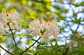 Rhododendron mixtum 'Ariadne'