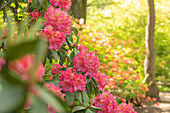 Rhododendron großblumig, dunkelrosa