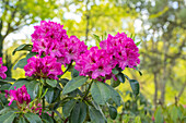 Rhododendron 'Milan'