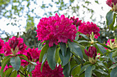 Rhododendron 'Moorrose'