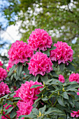 Rhododendron 'Moorrose'