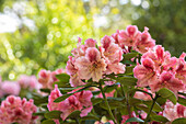 Rhododendron 'Djingestan'