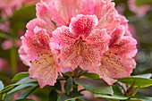 Rhododendron 'Djingestan'