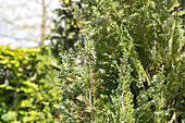 Chamaecyparis lawsoniana 'Dart´s Blue Ribbon'