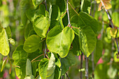 Cercidiphyllum japonicum 'Pendulum'