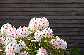 Rhododendron 'Schneeauge'