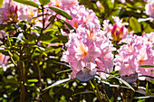 Rhododendron 'Madleen'