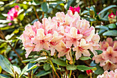 Rhododendron 'Brasilia'