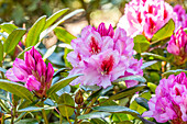 Rhododendron 'Diadem'