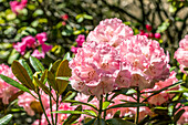 Rhododendron yakushimanum 'Valerie'