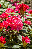 Rhododendron yakushimanum 'Rosa Wolke'