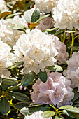 Rhododendron yakushimanum 'Schneekrone'
