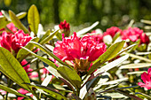 Rhododendron yakushimanum 'Sneezy'