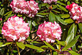 Rhododendron yakushimanum 'Valerie'