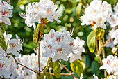 Rhododendron yunnanense