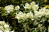 Rhododendron campylocarpum