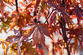 Acer palmatum 'Skeeter´s Broom'