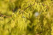 Acer palmatum 'Dissectum'