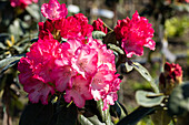 Rhododendron yakushimanum 'Fantastica'