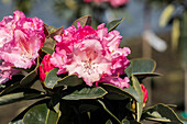 Rhododendron yakushimanum 'Heinje's Magic Flute'