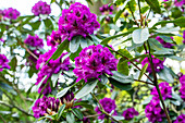 Rhododendron 'Blaue Jungs'