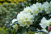 Rhododendron yakushimanum, weiß
