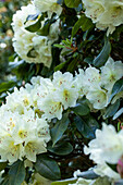 Rhododendron yakushimanum, white