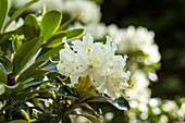 Rhododendron 'Cunningham´s Snow White'
