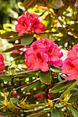 Rhododendron 'Boskoop'