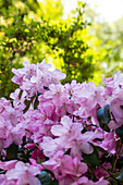 Rhododendron williamsianum 'Rotes Barett'