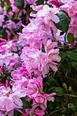 Rhododendron williamsianum 'Rotes Barett'
