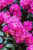 Rhododendron williamsianum 'Rodrigo'