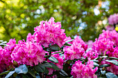Rhododendron williamsianum 'Rodrigo'