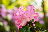 Rhododendron williamsianum 'City of Essen'