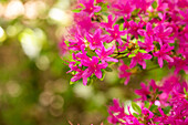 Rhododendron obtusum, pink