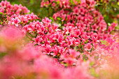 Rhododendron obtusum, pink