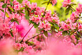 Rhododendron obtusum, pink