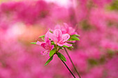 Rhododendron obtusum 'Hinomayo'