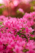 Rhododendron obtusum 'Hinomayo'