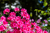 Rhododendron obtusum, pink
