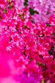 Rhododendron obtusum, pink