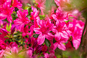 Rhododendron obtusum, pink