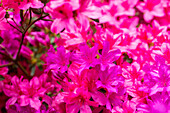 Rhododendron obtusum, pink