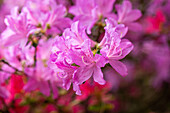 Rhododendron obtusum, rosa