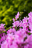 Rhododendron obtusum, purple