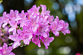 Rhododendron obtusum, pink