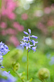 Hyacinthoides hispanica, blue