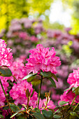 Rhododendron williamsianum 'Irmelies'